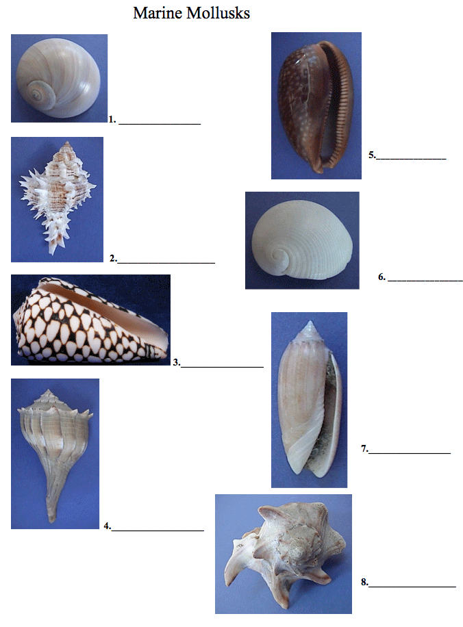 Dichotomous