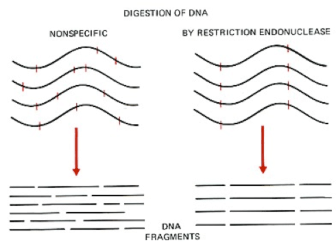 Restriction Enzymes  Restriction Enzymes